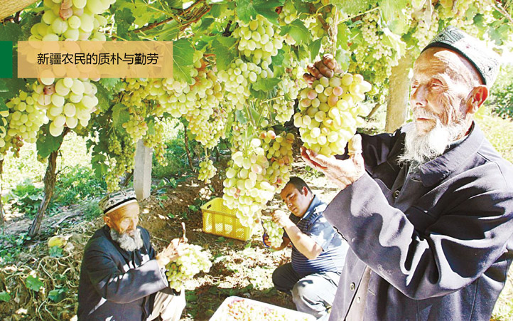 有機農(nóng)產(chǎn)品策劃