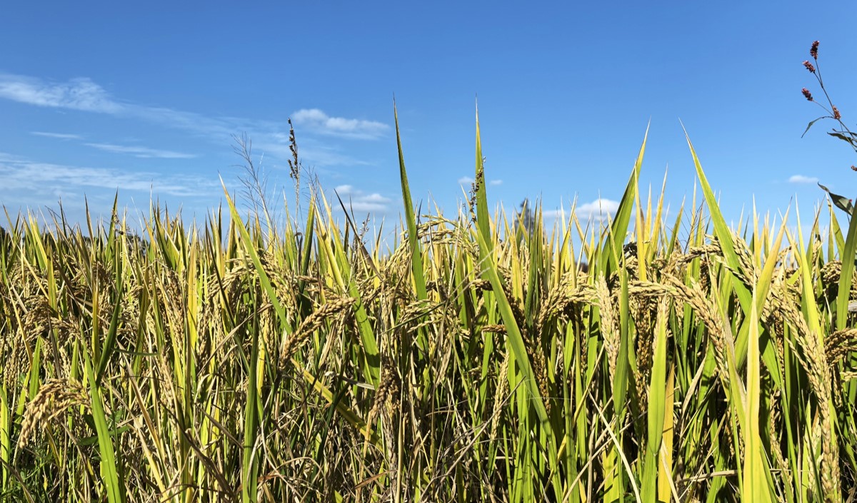 稻香里的新篇章：最美鄉(xiāng)村農(nóng)業(yè)品牌化策劃方案